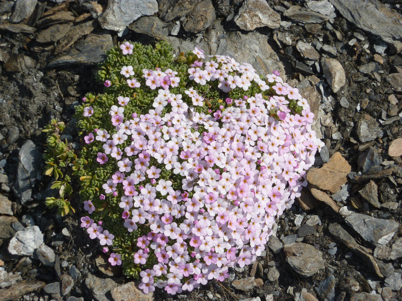  Alpine Moss Campion 